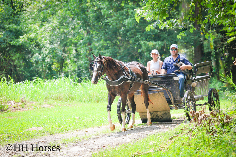 BEGINNER, YOUTH, AND FAMILY FRIENDLY BLACK MORGAN PAINT CROSSBRED MARE, RIDES AND DRIVES, EXTRA GENTLE