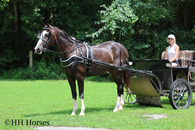 BEGINNER, YOUTH, AND FAMILY FRIENDLY BLACK MORGAN PAINT CROSSBRED MARE, RIDES AND DRIVES, EXTRA GENTLE