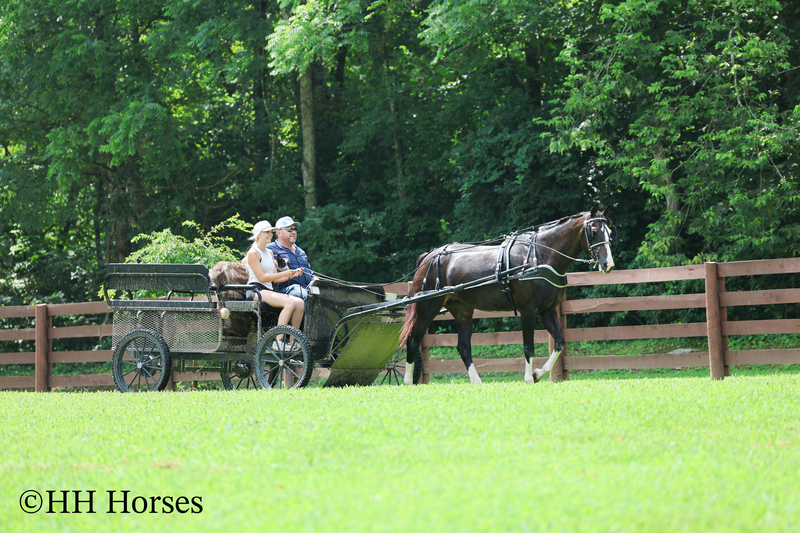 BEGINNER, YOUTH, AND FAMILY FRIENDLY BLACK MORGAN PAINT CROSSBRED MARE, RIDES AND DRIVES, EXTRA GENTLE