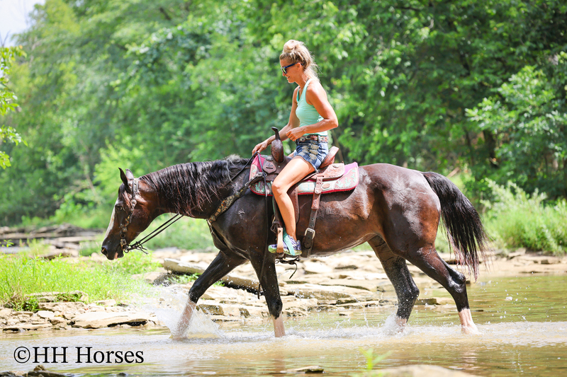 BEGINNER, YOUTH, AND FAMILY FRIENDLY BLACK MORGAN PAINT CROSSBRED MARE, RIDES AND DRIVES, EXTRA GENTLE