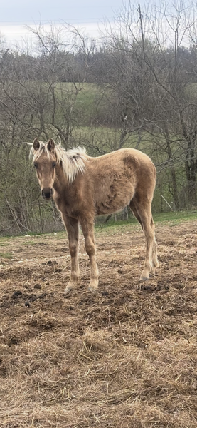 Beautiful Solid Chocolate Yearling