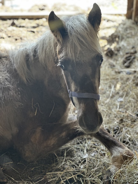 Sweet Well Bred Chocolate Yearling 