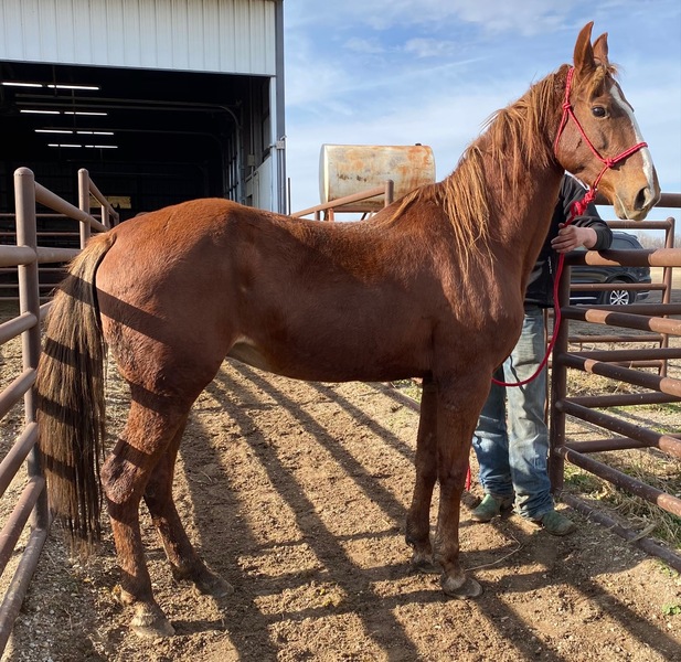 Horse Dealer in Cannon Falls Ryon's Rescue Pen, Cannon Falls