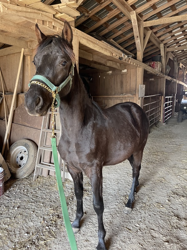 Gorgeous Solid Black Weanling Colt 