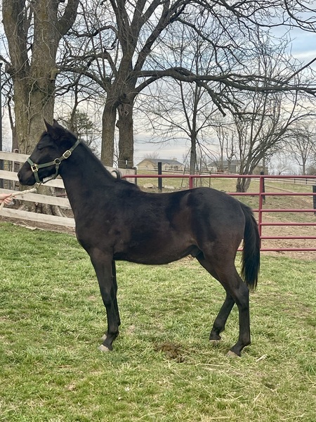 Gorgeous Solid Black Weanling Colt 