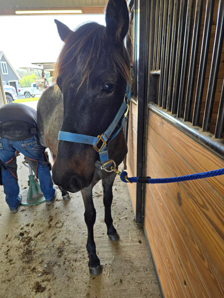 Stunning Bay Roan Filly