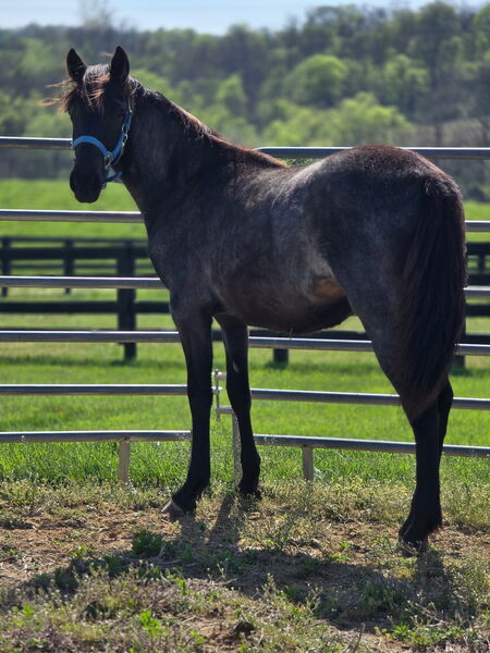 Stunning Bay Roan Filly