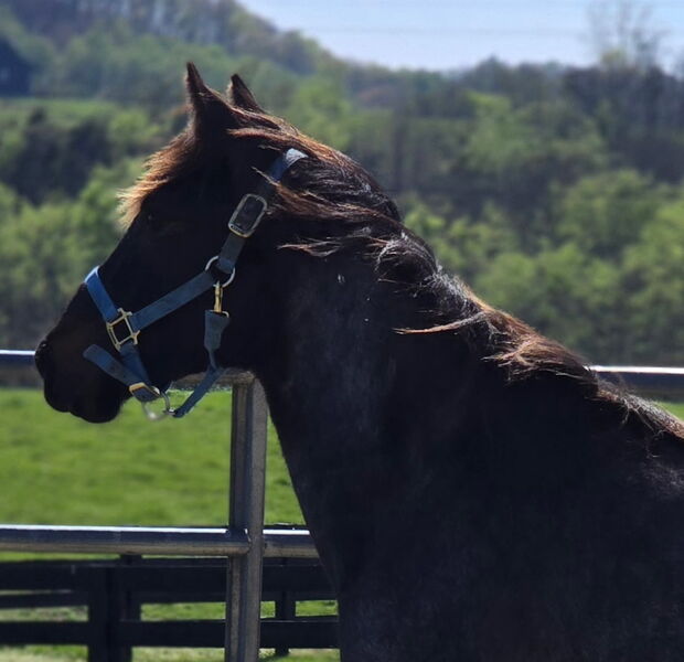 Stunning Bay Roan Filly