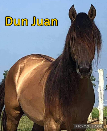 Stunning Bay Roan Filly
