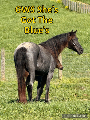 Stunning Bay Roan Filly