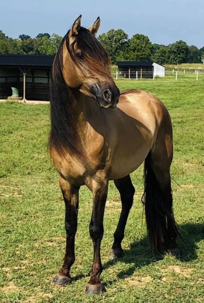 Stunning Bay Roan Filly