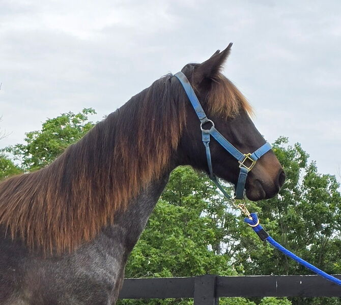 Stunning Bay Roan Filly