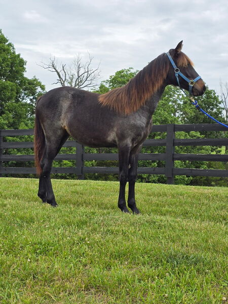 Stunning Bay Roan Filly