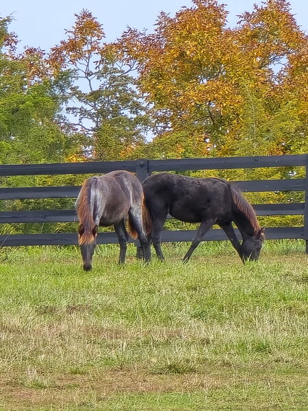 Stunning Bay Roan Filly