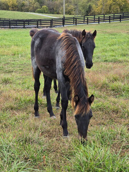 Stunning Bay Roan Filly