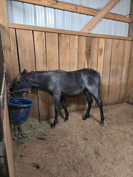 Stunning Bay Roan Filly