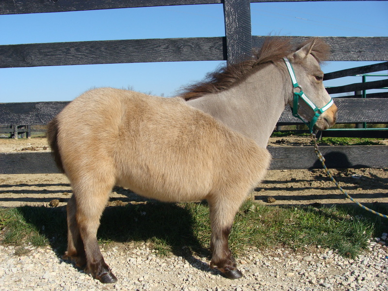 FANCY BUCKSKIN MARE MINI PONY, RIDDEN AND HANDLED BY SMALL CHILDREN For