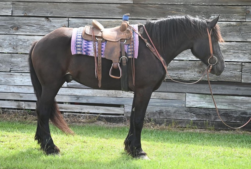 8 Year Old Black Percheron Gelding - Gentle & Pretty to Boot! 