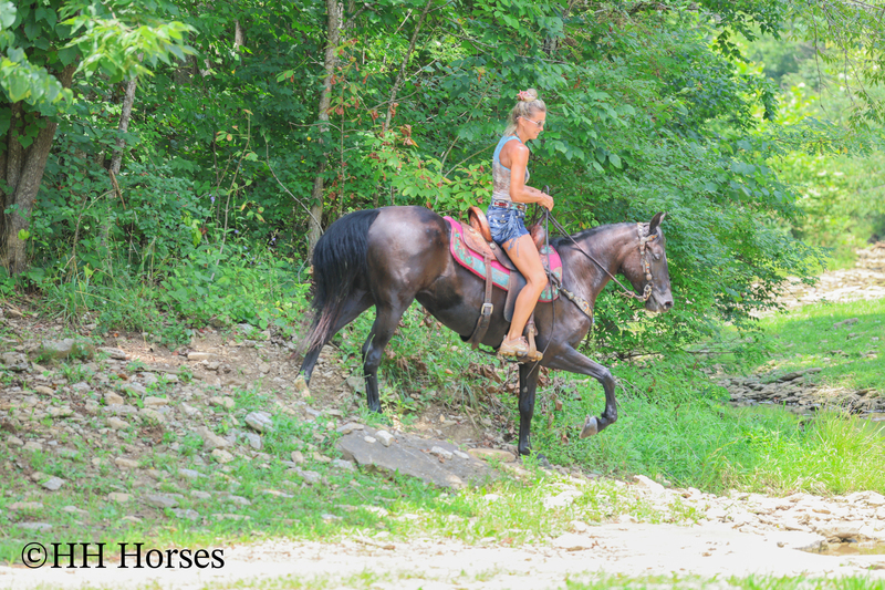 ATTRACTIVE REGISTERED BLACK MORGAN MARE, RIDES AND DRIVES, FANCY MOVING, EXPERIENCED DRIVING HORSE