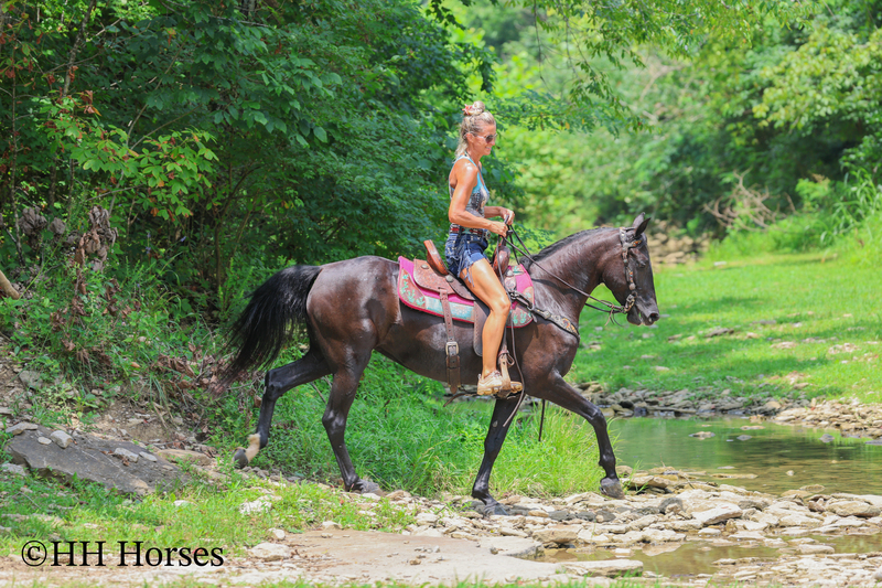 ATTRACTIVE REGISTERED BLACK MORGAN MARE, RIDES AND DRIVES, FANCY MOVING, EXPERIENCED DRIVING HORSE