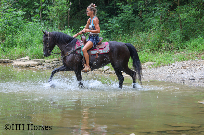 ATTRACTIVE REGISTERED BLACK MORGAN MARE, RIDES AND DRIVES, FANCY MOVING, EXPERIENCED DRIVING HORSE