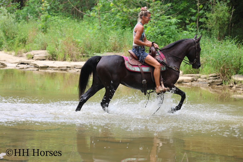 ATTRACTIVE REGISTERED BLACK MORGAN MARE, RIDES AND DRIVES, FANCY MOVING, EXPERIENCED DRIVING HORSE