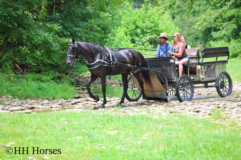 ATTRACTIVE REGISTERED BLACK MORGAN MARE, RIDES AND DRIVES, FANCY MOVING, EXPERIENCED DRIVING HORSE