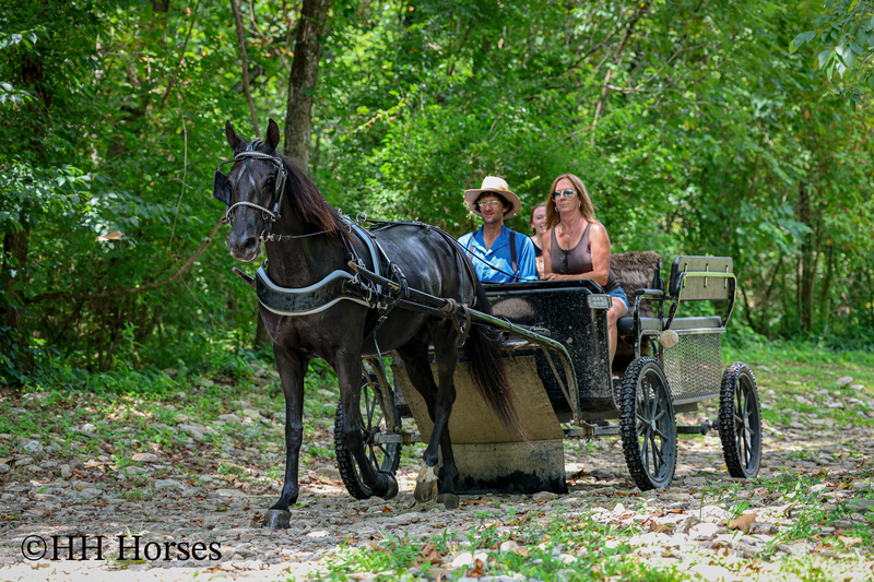 ATTRACTIVE REGISTERED BLACK MORGAN MARE, RIDES AND DRIVES, FANCY MOVING, EXPERIENCED DRIVING HORSE