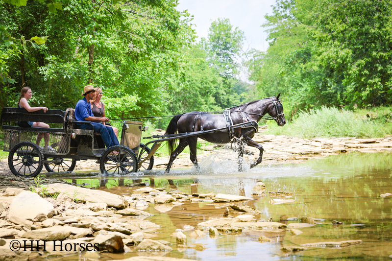 ATTRACTIVE REGISTERED BLACK MORGAN MARE, RIDES AND DRIVES, FANCY MOVING, EXPERIENCED DRIVING HORSE