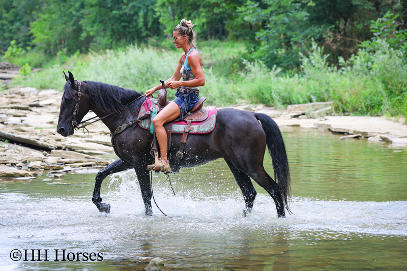 ATTRACTIVE REGISTERED BLACK MORGAN MARE, RIDES AND DRIVES, FANCY MOVING, EXPERIENCED DRIVING HORSE