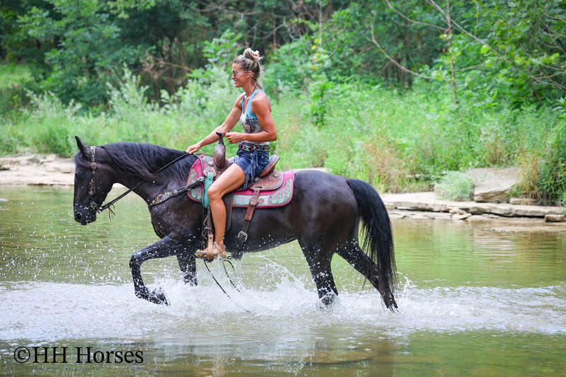 ATTRACTIVE REGISTERED BLACK MORGAN MARE, RIDES AND DRIVES, FANCY MOVING, EXPERIENCED DRIVING HORSE