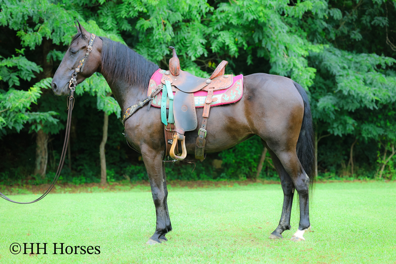 Available Horses For Sale |