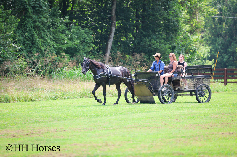 ATTRACTIVE REGISTERED BLACK MORGAN MARE, RIDES AND DRIVES, FANCY MOVING, EXPERIENCED DRIVING HORSE