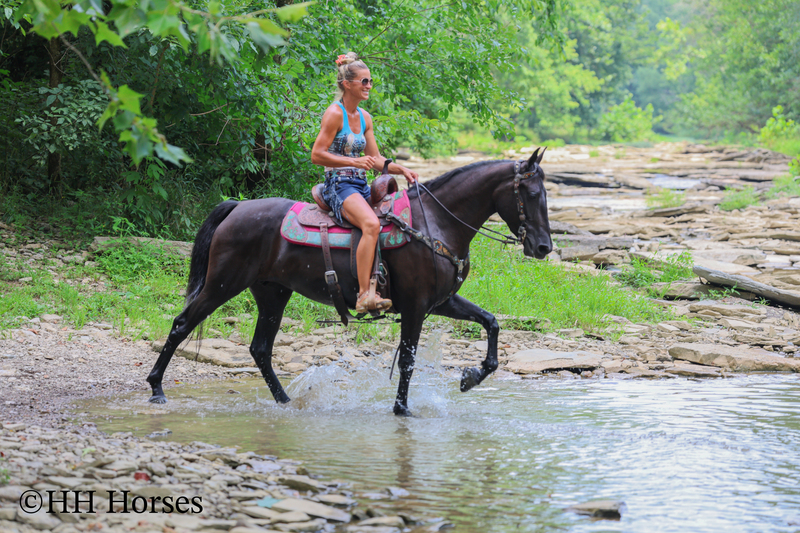 ATTRACTIVE REGISTERED BLACK MORGAN MARE, RIDES AND DRIVES, FANCY MOVING, EXPERIENCED DRIVING HORSE