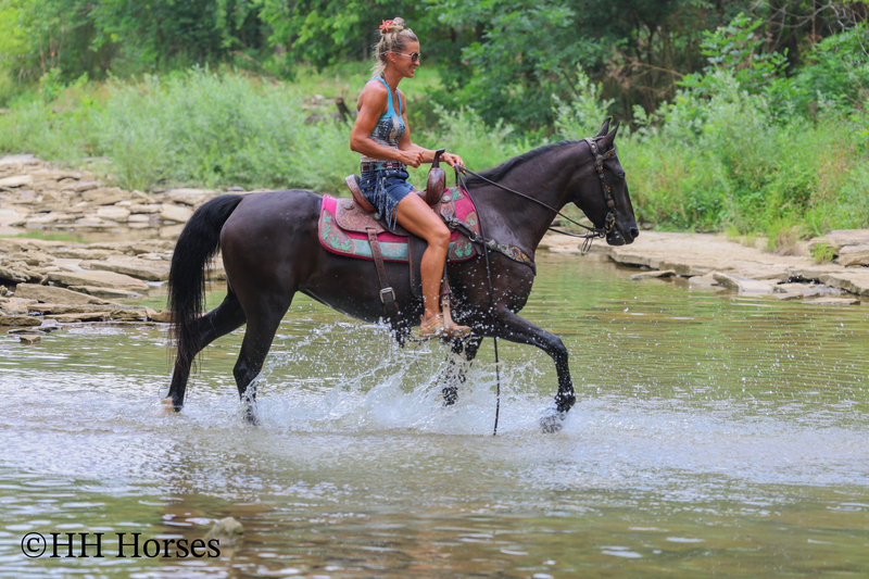 ATTRACTIVE REGISTERED BLACK MORGAN MARE, RIDES AND DRIVES, FANCY MOVING, EXPERIENCED DRIVING HORSE