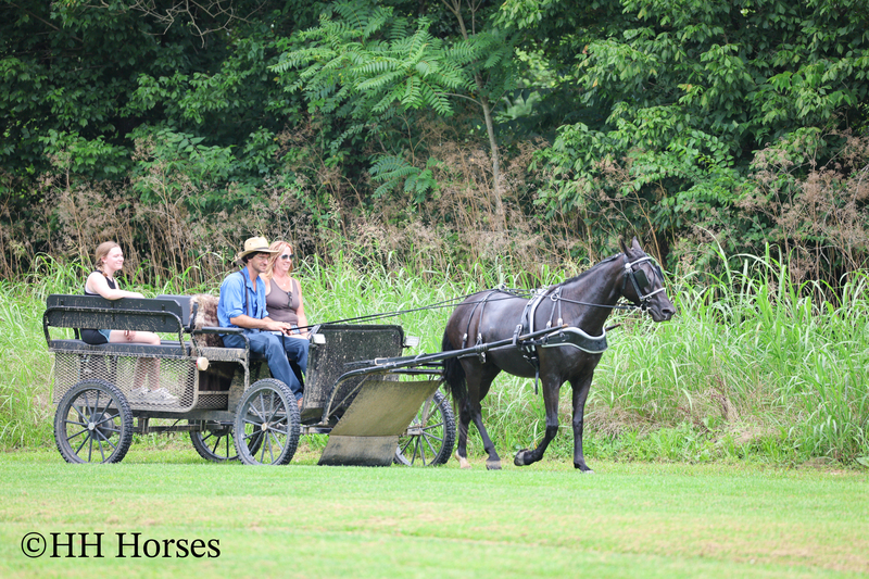 ATTRACTIVE REGISTERED BLACK MORGAN MARE, RIDES AND DRIVES, FANCY MOVING, EXPERIENCED DRIVING HORSE