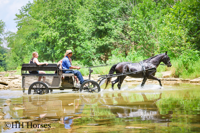 ATTRACTIVE REGISTERED BLACK MORGAN MARE, RIDES AND DRIVES, FANCY MOVING, EXPERIENCED DRIVING HORSE