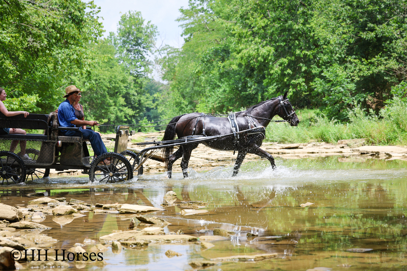 ATTRACTIVE REGISTERED BLACK MORGAN MARE, RIDES AND DRIVES, FANCY MOVING, EXPERIENCED DRIVING HORSE