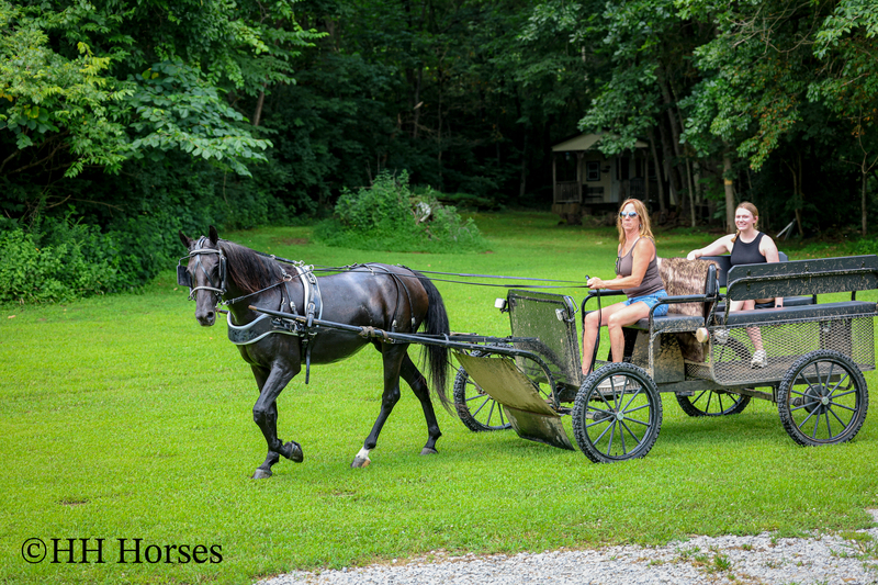 ATTRACTIVE REGISTERED BLACK MORGAN MARE, RIDES AND DRIVES, FANCY MOVING, EXPERIENCED DRIVING HORSE