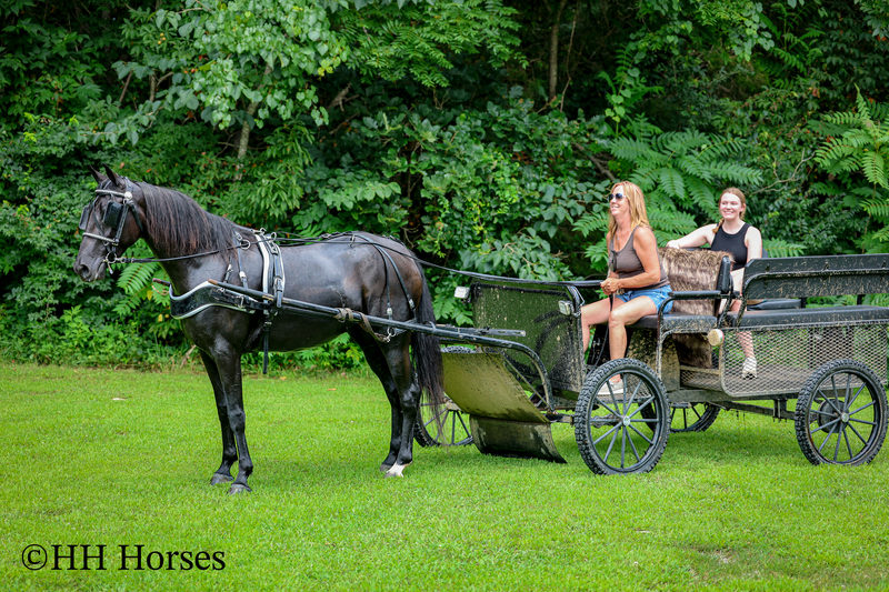 ATTRACTIVE REGISTERED BLACK MORGAN MARE, RIDES AND DRIVES, FANCY MOVING, EXPERIENCED DRIVING HORSE