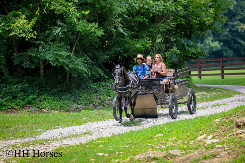 ATTRACTIVE REGISTERED BLACK MORGAN MARE, RIDES AND DRIVES, FANCY MOVING, EXPERIENCED DRIVING HORSE