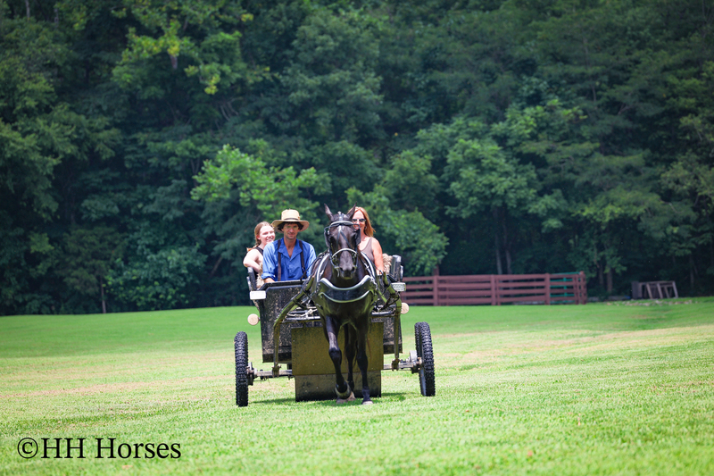 ATTRACTIVE REGISTERED BLACK MORGAN MARE, RIDES AND DRIVES, FANCY MOVING, EXPERIENCED DRIVING HORSE