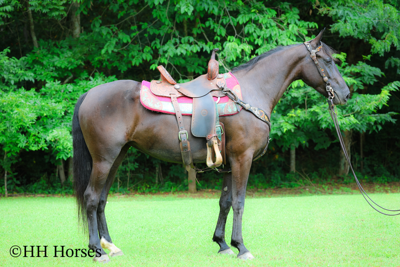 ATTRACTIVE REGISTERED BLACK MORGAN MARE, RIDES AND DRIVES, FANCY MOVING, EXPERIENCED DRIVING HORSE