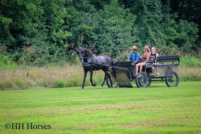ATTRACTIVE REGISTERED BLACK MORGAN MARE, RIDES AND DRIVES, FANCY MOVING, EXPERIENCED DRIVING HORSE