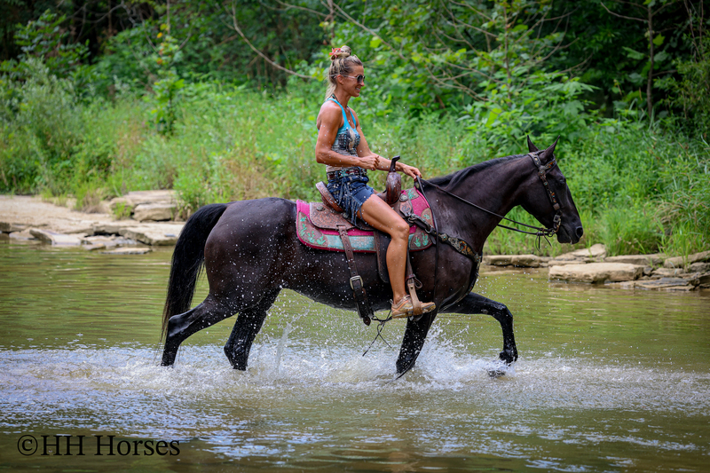 ATTRACTIVE REGISTERED BLACK MORGAN MARE, RIDES AND DRIVES, FANCY MOVING, EXPERIENCED DRIVING HORSE