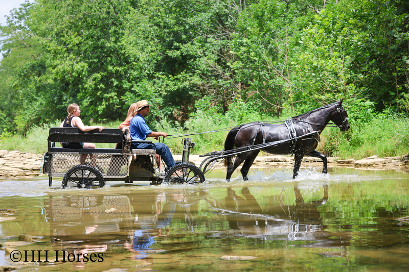 ATTRACTIVE REGISTERED BLACK MORGAN MARE, RIDES AND DRIVES, FANCY MOVING, EXPERIENCED DRIVING HORSE