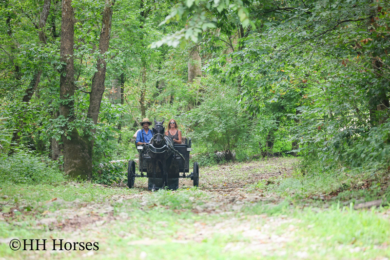 ATTRACTIVE REGISTERED BLACK MORGAN MARE, RIDES AND DRIVES, FANCY MOVING, EXPERIENCED DRIVING HORSE