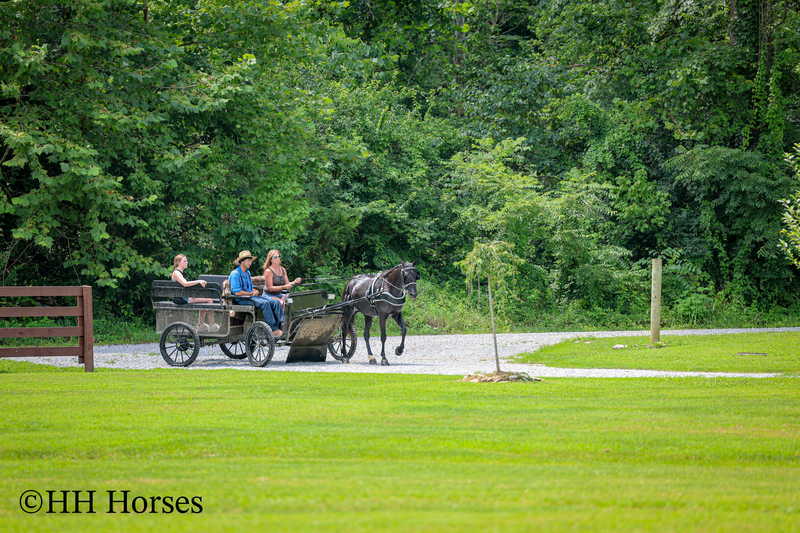 ATTRACTIVE REGISTERED BLACK MORGAN MARE, RIDES AND DRIVES, FANCY MOVING, EXPERIENCED DRIVING HORSE