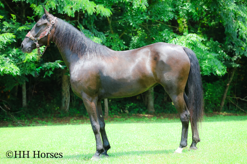 ATTRACTIVE REGISTERED BLACK MORGAN MARE, RIDES AND DRIVES, FANCY MOVING, EXPERIENCED DRIVING HORSE