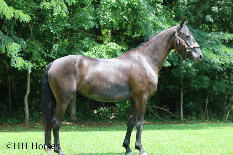 ATTRACTIVE REGISTERED BLACK MORGAN MARE, RIDES AND DRIVES, FANCY MOVING, EXPERIENCED DRIVING HORSE